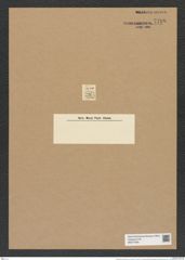 Goniothecium didymum Ehr. (de-Toni-Nr.: Genus 157, Species 4229) Zeichnungen Sammlung Grunow Nr. 7798 (NHMW-BOT-W0377036)